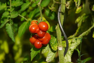 The travel tomato (Solanum lycopersicum) is a beefsteak tomato from Guatemala, which differs greatly from conventional tomato varieties due to its bizarre growth habit and is a real eye-catcher.