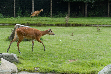 Baby deer are running in the grass