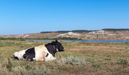 A lone cow lies in a meadow near a river. Agriculture and animal husbandry.