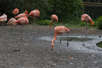 Pink flamingos in the lake