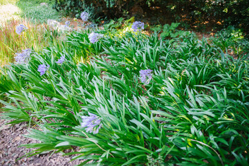 Blue-white agapanthus flowers grow in a row in dense bushes.Juicy greens. Beautiful flowers in the park or garden.
