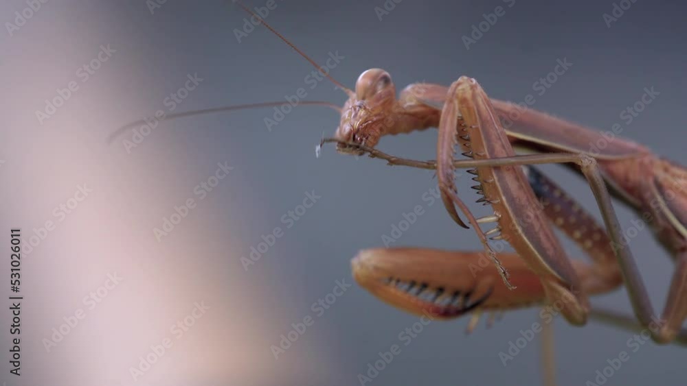 Poster macro of brown praying mantis grooming itself in shallow depth of field. close up