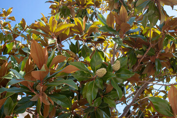 Branches of the magnolia grandiflora tree with fruits on the sky background © Valkantina