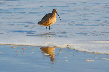 Long-Billed Curlew at Refugio Beach