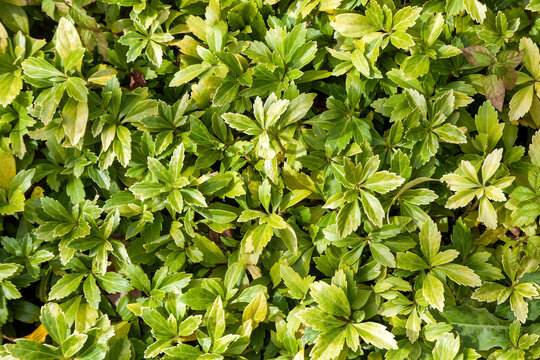 Pachysandra terminalis a spring summer flowering shrub plant with a white summertime flower commonly known as Japanese spurge, stock photo image