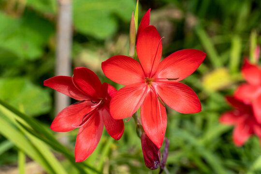 Hesperantha coccinea 'Major' a summer autumn fall flowering plant with a scarlet red summertime flower commonly known as crimson flag lily, stock photo image