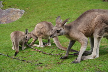 Mother and baby kangaroo