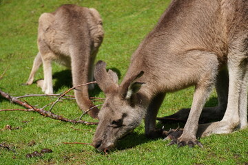 Naklejka na ściany i meble Kangaroo with baby