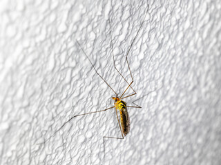 closeup of a Nephrotoma perched on a white wall