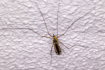 closeup of a Nephrotoma perched on a white wall