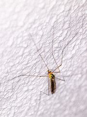 Obraz premium closeup of a Nephrotoma perched on a white wall