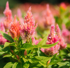 Cockscomb Pembe Veya Celosia. Delicate pink fluffy flowers on a flower bed. Flowers are like feathers. Garden decoration.