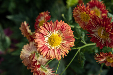 Flowers located in a beautiful garden