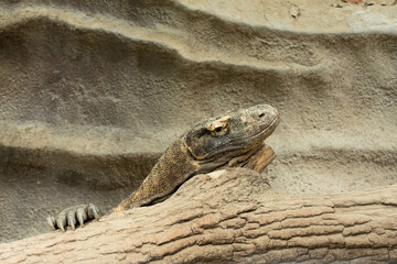 Giant Varan on the wood. 