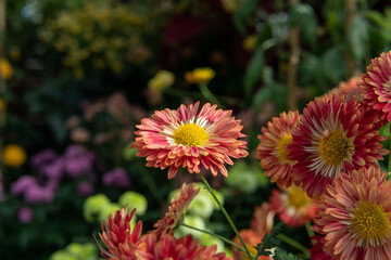 Flowers located in a beautiful garden