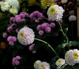 Flowers located in a beautiful garden