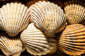 collection of shells prepared for decoration