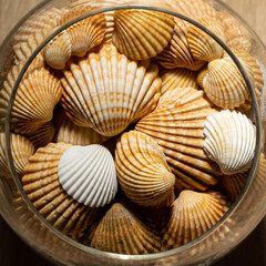 collection of shells prepared for decoration