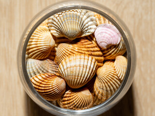 collection of shells prepared for decoration