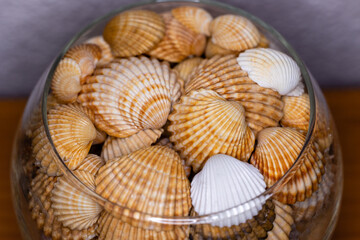 collection of shells prepared for decoration