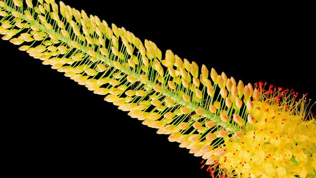 Eremurus Blossoms. Blooming Yellow Eremurus Flower on Black Background. Time Lapse. 4K.