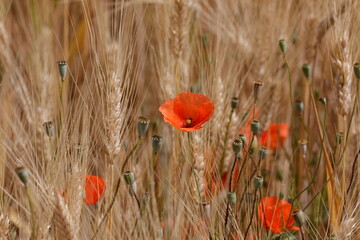 Naklejka premium coquelicot