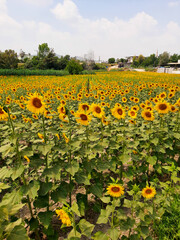 Sunflowers in Adana
