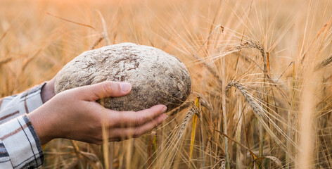 Rye bread in female hands on a ripe rye field