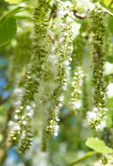 Poplar Tree Seeds