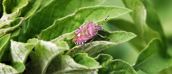 Smelly thyroid beetle