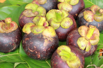 The fruit is dark purple or red. known as the purple mangosteen