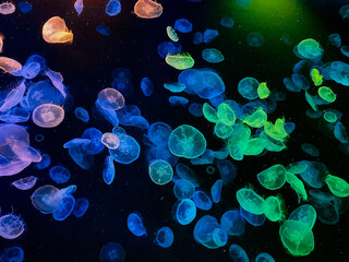 jellyfish in the water © MANA