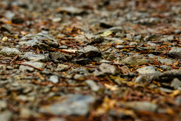 Wet and muddy foot path