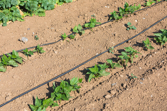 young bush beans with pipes