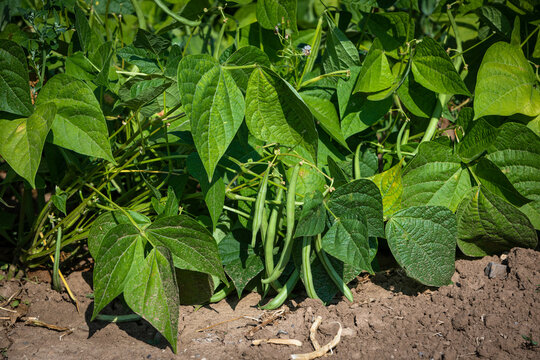 young bush beans grow