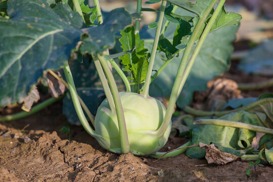 kohlrabi grows in the garden