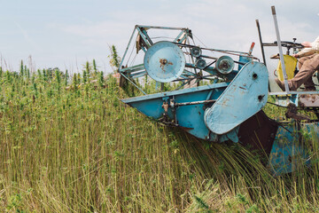 Fototapeta premium Combine harvester taking off the rich harvest on the industrial hemp plantation