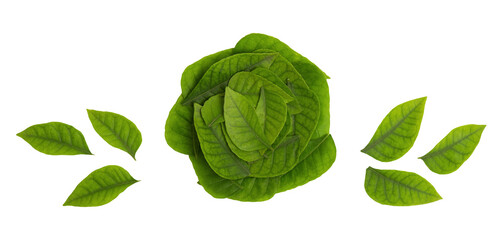 Obraz premium Lime berry or eclipta prostrata branch green leaves isolated on white background.