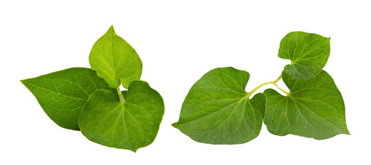 Houttuynia cordata leaves isolated on white backgroun.