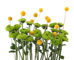 Green chrysanthemum and yellow craspedia flowers isolated on white background. Arrangement of mini...