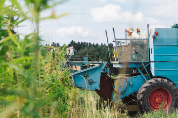 Farmer driving combine harvester collecting industrial hemp flowers on the cannabis sativa field, side view.