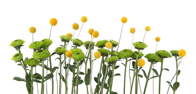 Green chrysanthemum and yellow craspedia flowers isolated on white background. Arrangement of mini chrysanthemum santini and Craspedia globosa.
