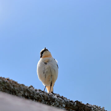 Bird wheatear close-up on the roof. bird watching