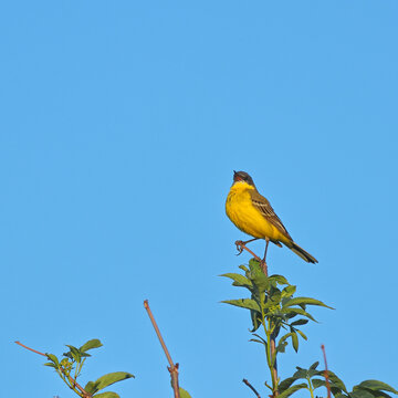A yellow wagtail bird on top of a bush against a blue sky. bird watching