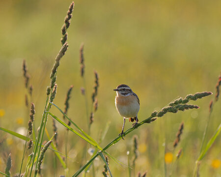 Whinchat bird close-up in the meadow grass. Morning light.