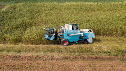 Fototapeta na wymiar Combine harvester taking off the rich harvest on the industrial hemp plantation, aerial view