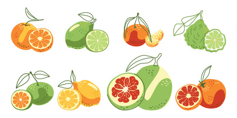 A collection of juicy citrus fruits. Vector illustration in hand-drawn style isolated on a white background