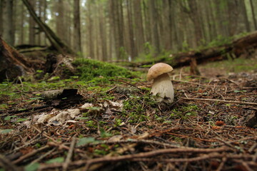 porcini edible mushroom and forest