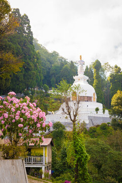 Beautiful rhododendron flowers and Japanese Shanti-Stupa or Peace Pagoda temple in the hills of Darjeeling, India.