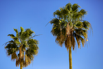 Palm Trees against blue skies